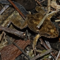 Crinia signifera at Red Hill Nature Reserve - 15 Aug 2023 by Ct1000