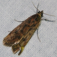 Achyra affinitalis (Cotton Web Spinner) at Sheldon, QLD - 6 Jul 2007 by PJH123