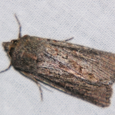 Dasygaster (genus) (A Noctuid moth) at Sheldon, QLD - 6 Jul 2007 by PJH123
