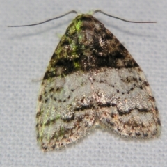 Nola hyalospila (A Noctuid moth (Nolidae) at Sheldon, QLD - 6 Jul 2007 by PJH123