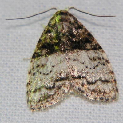 Nola hyalospila (A Noctuid moth (Nolidae)) at Sheldon, QLD - 6 Jul 2007 by PJH123