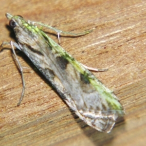 Nomophila corticalis at Sheldon, QLD - suppressed