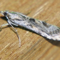 Nomophila corticalis at Sheldon, QLD - suppressed