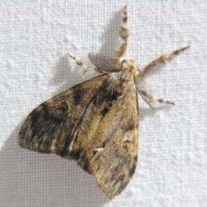 Orgyia australis at Sheldon, QLD - suppressed
