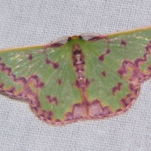 Prasinocyma rhodocosma at Sheldon, QLD - suppressed