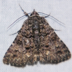 Praxis dirigens (An Erebid moth) at Sheldon, QLD - 6 Jul 2007 by PJH123