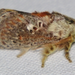 Pseudanapaea (genus) (A cup moth) at Sheldon, QLD - 6 Jul 2007 by PJH123