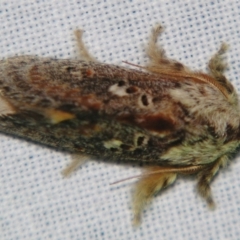 Pseudanapaea (genus) at Sheldon, QLD - suppressed