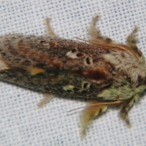 Pseudanapaea (genus) at Sheldon, QLD - suppressed