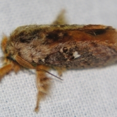 Pseudanapaea (genus) at Sheldon, QLD - suppressed