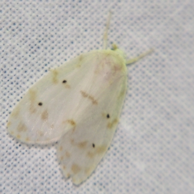 Schistophleps albida (A Tiger moth (Lithosiini)) at Sheldon, QLD - 7 Jul 2007 by PJH123
