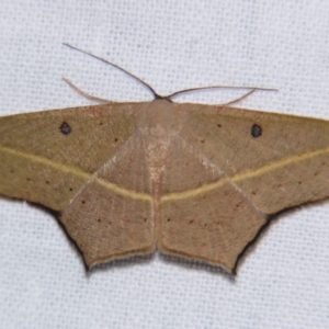 Traminda aventiaria at Sheldon, QLD - 6 Jul 2007