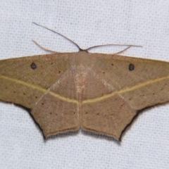 Traminda aventiaria (A Geometer moth) at Sheldon, QLD - 6 Jul 2007 by PJH123