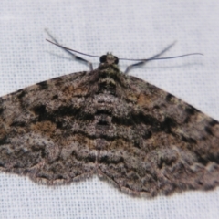 Unplaced suasaria (Unplaced suasaria) at Sheldon, QLD - 6 Jul 2007 by PJH123