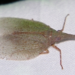 Unidentified Leafhopper or planthopper (Hemiptera, several families) at Sheldon, QLD - 6 Jul 2007 by PJH123