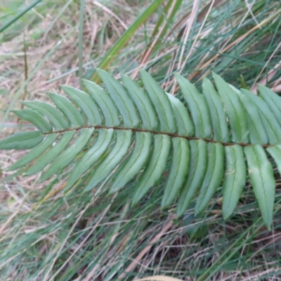 Pellaea falcata (Sickle Fern) at Cullendulla Creek Nature Reserve - 13 Aug 2023 by MatthewFrawley