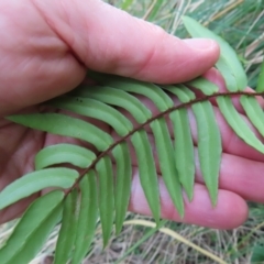 Pellaea falcata at Surfside, NSW - 13 Aug 2023