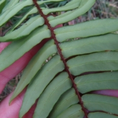 Pellaea falcata at Surfside, NSW - 13 Aug 2023