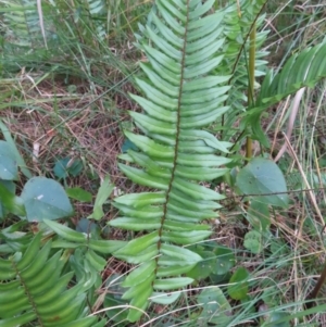 Pellaea falcata at Surfside, NSW - 13 Aug 2023