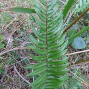 Pellaea falcata at Surfside, NSW - 13 Aug 2023