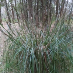 Gahnia sp. at Cullendulla Creek Nature Reserve - 13 Aug 2023 by MatthewFrawley