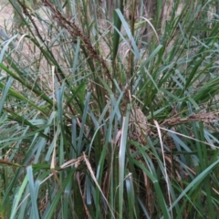 Gahnia sp. at Surfside, NSW - 13 Aug 2023