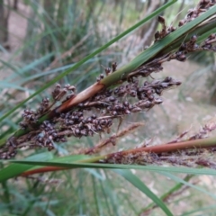 Gahnia sp. at Surfside, NSW - 13 Aug 2023