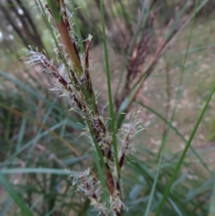 Gahnia sp. at Surfside, NSW - 13 Aug 2023