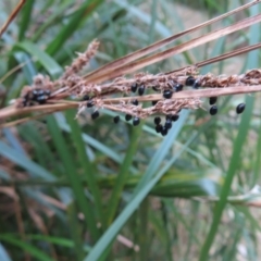 Gahnia sp. at Surfside, NSW - 13 Aug 2023 02:33 PM