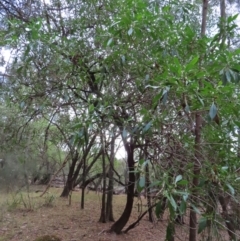 Myoporum acuminatum (Boobialla) at Cullendulla Creek Nature Reserve - 13 Aug 2023 by MatthewFrawley