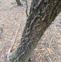 Myoporum acuminatum at Surfside, NSW - 13 Aug 2023 02:37 PM