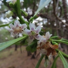 Myoporum acuminatum at Surfside, NSW - 13 Aug 2023 02:37 PM