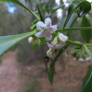 Myoporum acuminatum at Surfside, NSW - 13 Aug 2023 02:37 PM