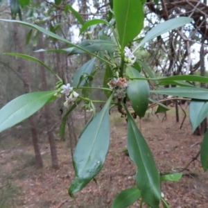 Myoporum acuminatum at Surfside, NSW - 13 Aug 2023 02:37 PM