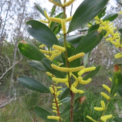 Acacia longifolia subsp. sophorae (Coast Wattle) at Cullendulla Creek Nature Reserve - 13 Aug 2023 by MatthewFrawley