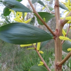 Acacia longifolia subsp. sophorae at Surfside, NSW - 13 Aug 2023