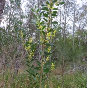 Acacia longifolia subsp. sophorae at Surfside, NSW - 13 Aug 2023