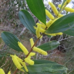 Acacia longifolia subsp. sophorae at Surfside, NSW - 13 Aug 2023