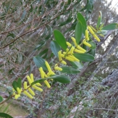 Acacia longifolia subsp. sophorae at Surfside, NSW - 13 Aug 2023