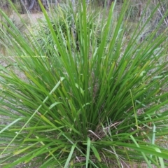 Lomandra longifolia (Spiny-headed Mat-rush, Honey Reed) at Surfside, NSW - 13 Aug 2023 by MatthewFrawley