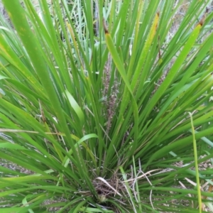 Lomandra longifolia at Surfside, NSW - 13 Aug 2023