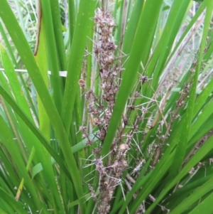 Lomandra longifolia at Surfside, NSW - 13 Aug 2023