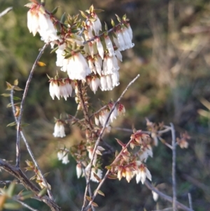 Styphelia fletcheri subsp. brevisepala at Fadden, ACT - 15 Aug 2023