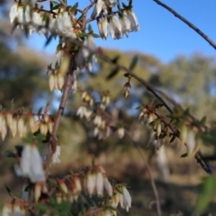 Styphelia fletcheri subsp. brevisepala at Fadden, ACT - 15 Aug 2023