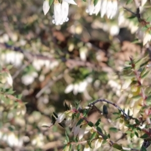 Styphelia fletcheri subsp. brevisepala at Fadden, ACT - 15 Aug 2023