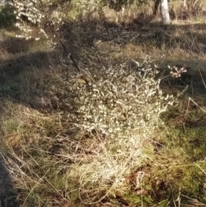 Styphelia fletcheri subsp. brevisepala at Fadden, ACT - 15 Aug 2023