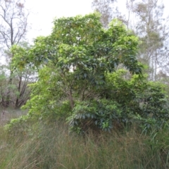 Pittosporum undulatum (Sweet Pittosporum) at Cullendulla Creek Nature Reserve - 13 Aug 2023 by MatthewFrawley