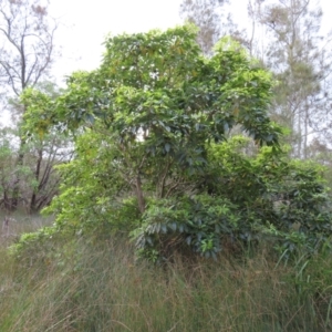 Pittosporum undulatum at Surfside, NSW - 13 Aug 2023