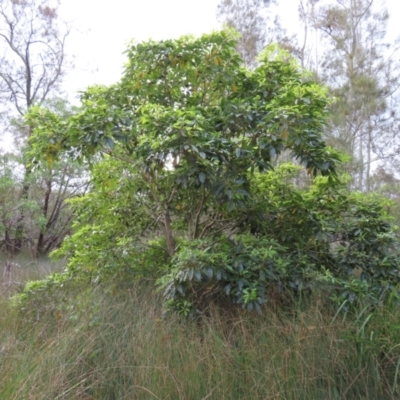 Pittosporum undulatum (sweet pittosporum) at Surfside, NSW - 13 Aug 2023 by MatthewFrawley