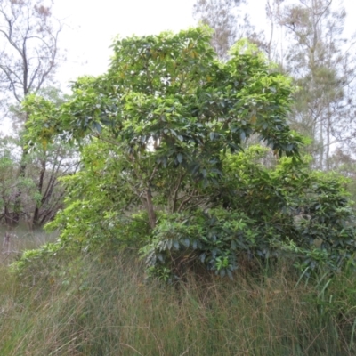 Pittosporum undulatum (Sweet Pittosporum) at Surfside, NSW - 13 Aug 2023 by MatthewFrawley